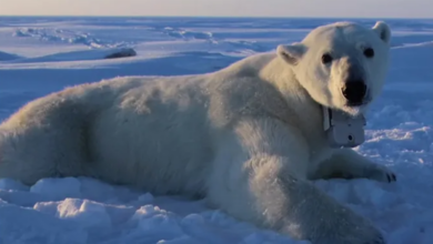 Photo of حدث ذات مرة في البيت الأبيض!